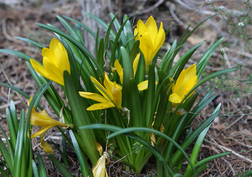 Sternbergia lutea / Zafferanastro selvatico